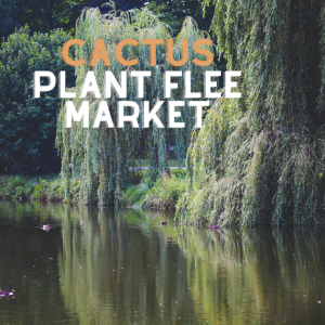 Unveiling the Creativity of Cactus Plant Flea Market: 7 Things You Need to Know